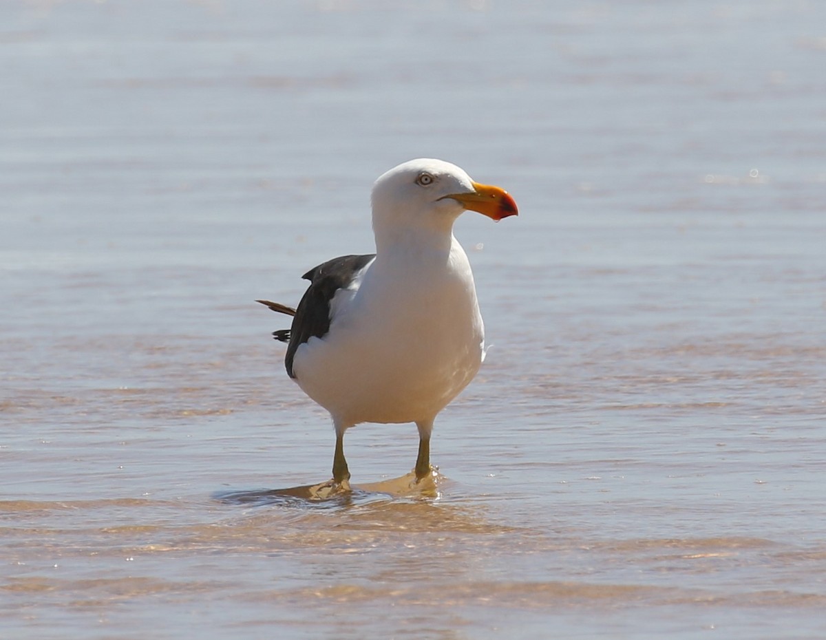 Pacific Gull - sean clancy