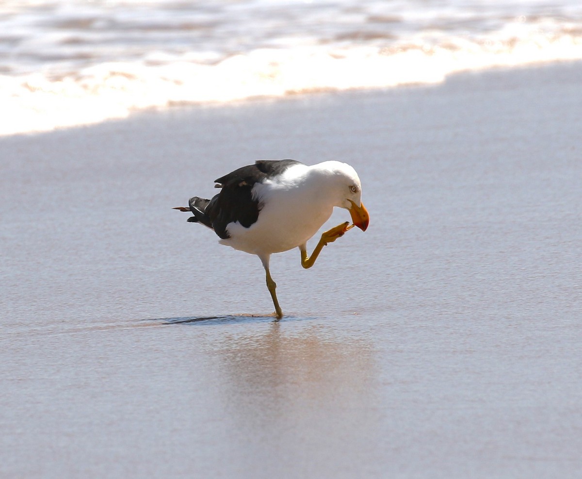 Pacific Gull - ML618782624