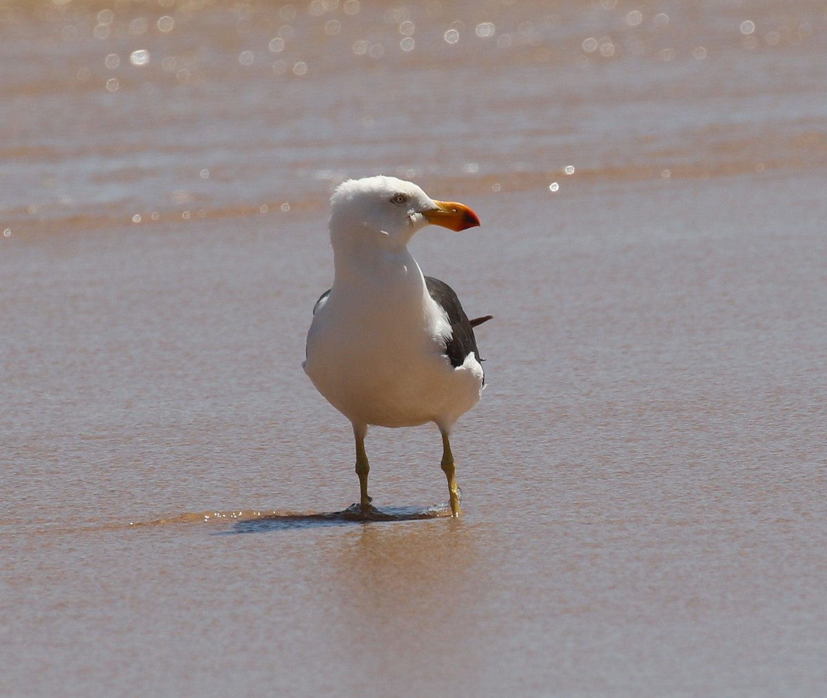 Pacific Gull - ML618782625