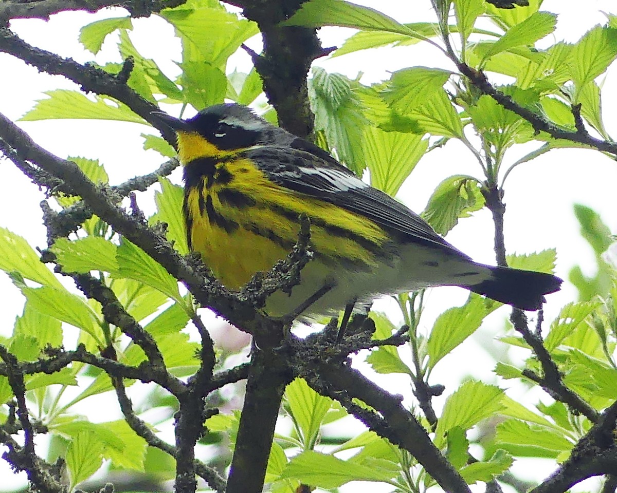 Magnolia Warbler - ML618782634