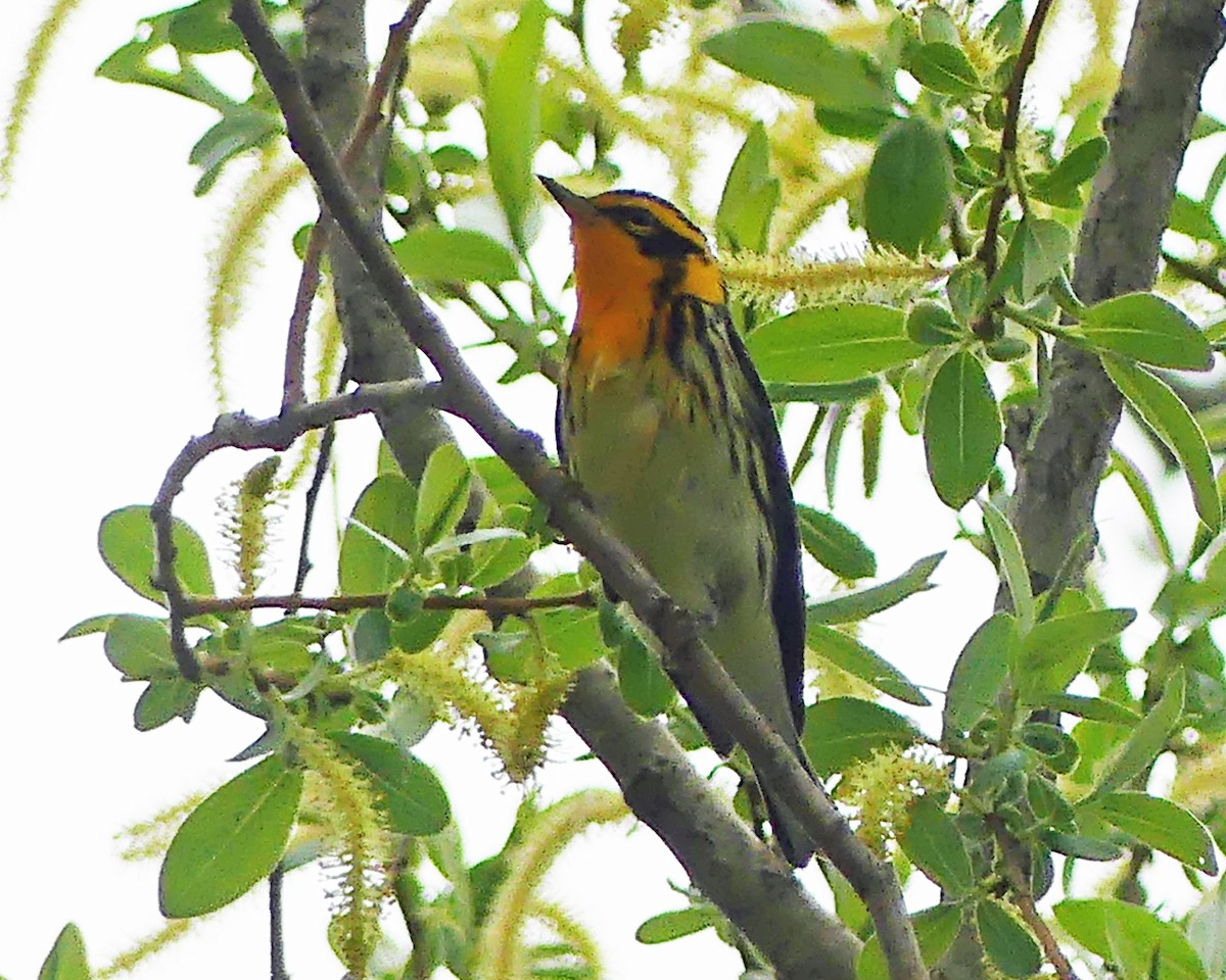 Blackburnian Warbler - ML618782648