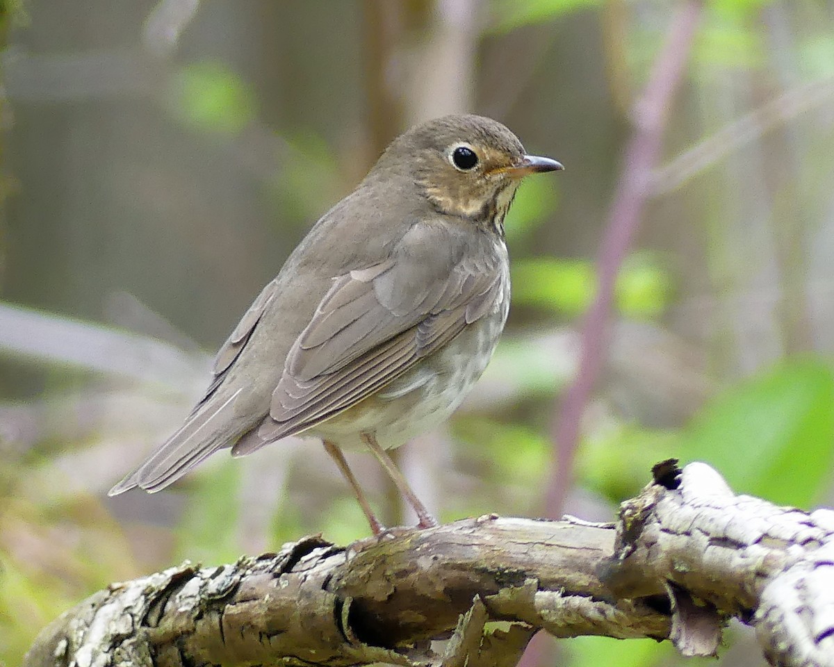 Swainson's Thrush - ML618782657