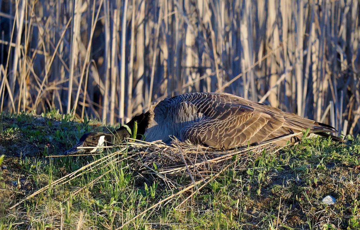 Canada Goose - ML618782679