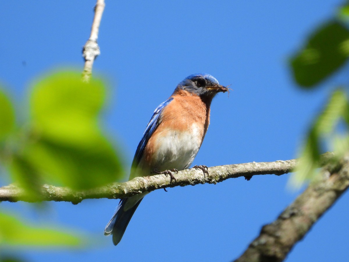 Eastern Bluebird - Angela Frohring