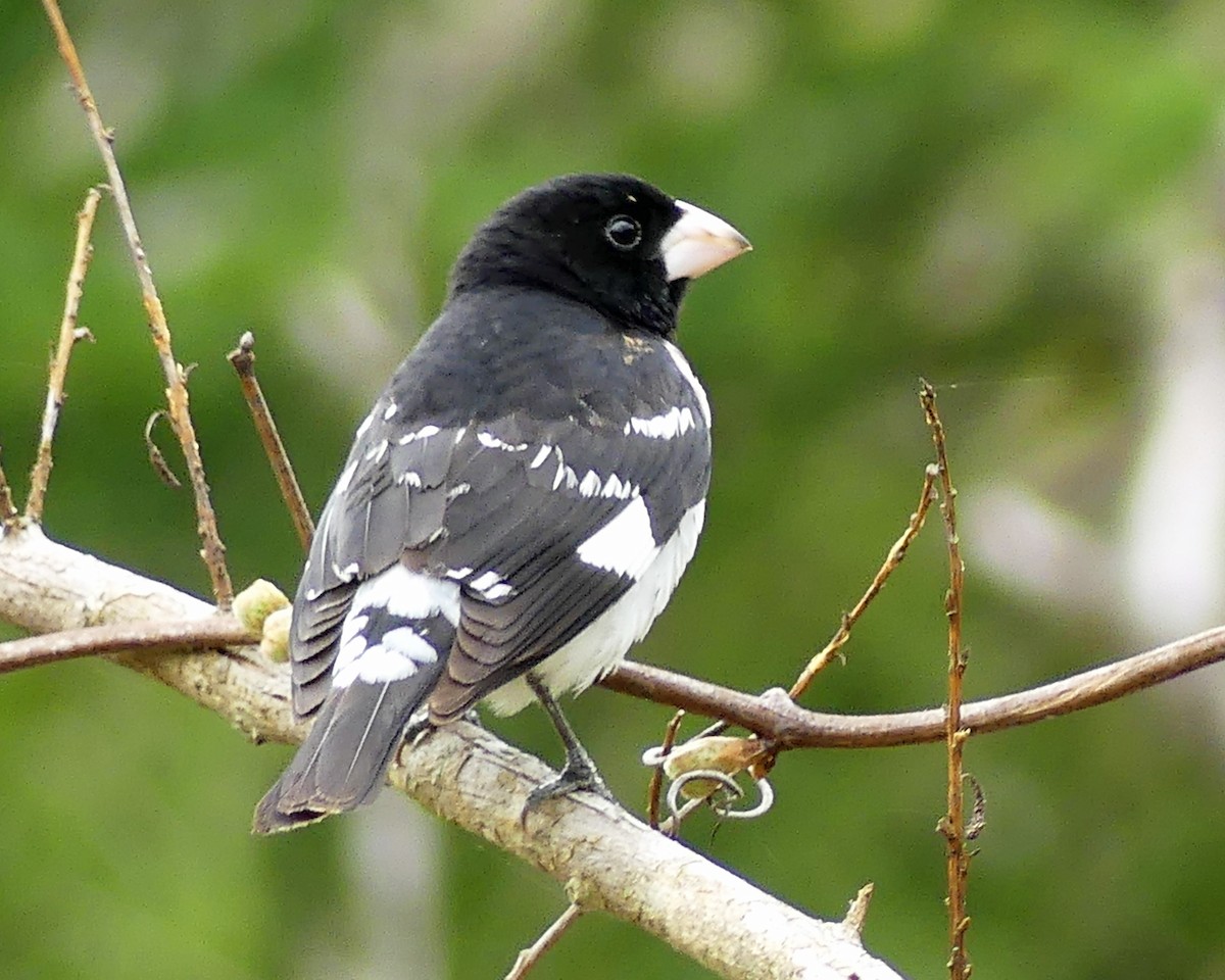 Rose-breasted Grosbeak - ML618782700