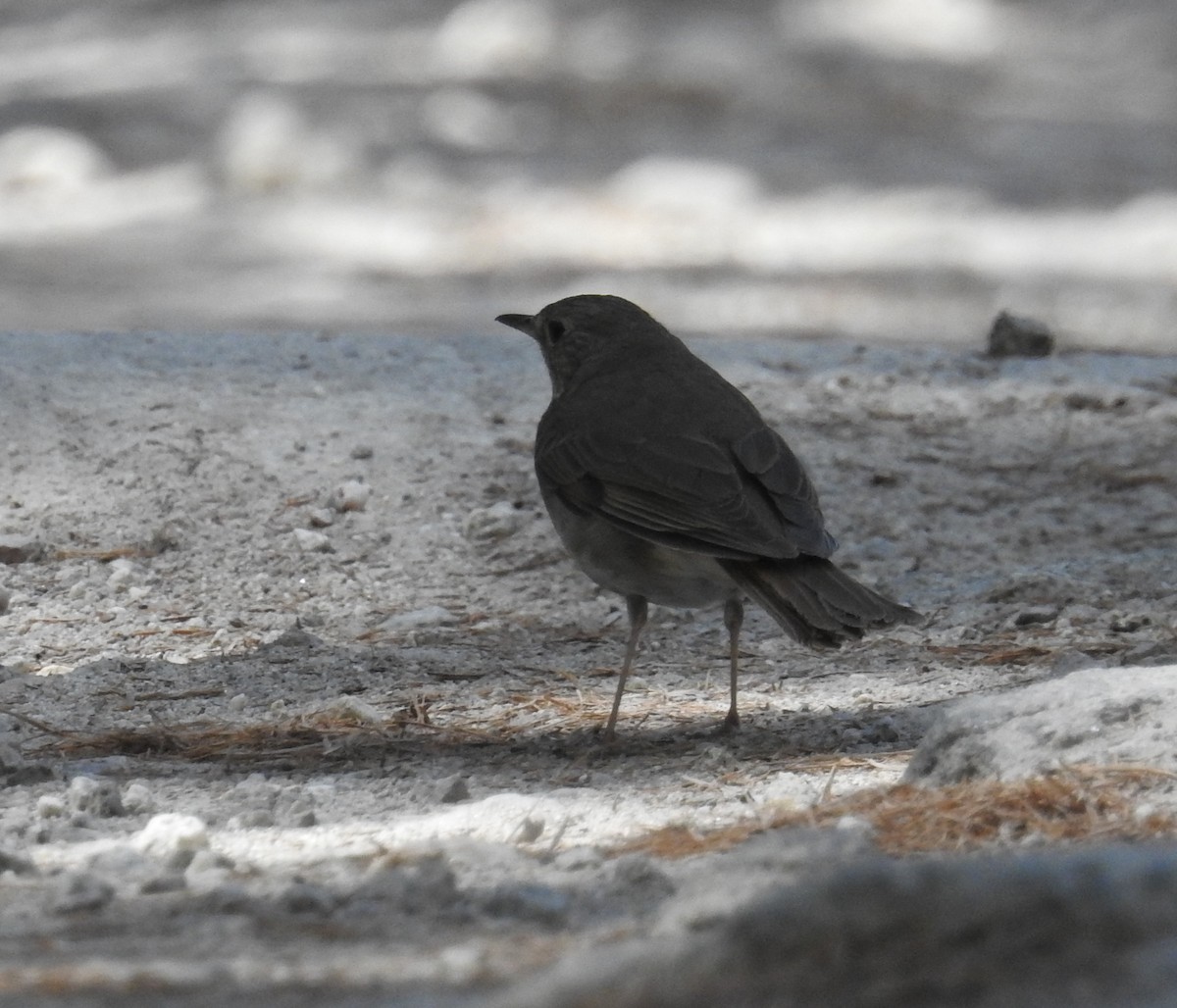 Catharus sp. - Brian Nicholas