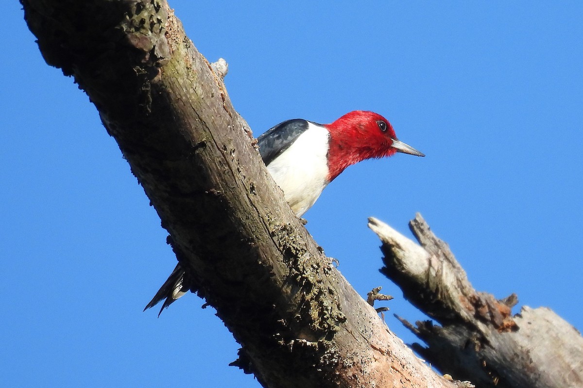 Red-headed Woodpecker - Eric Monaghen