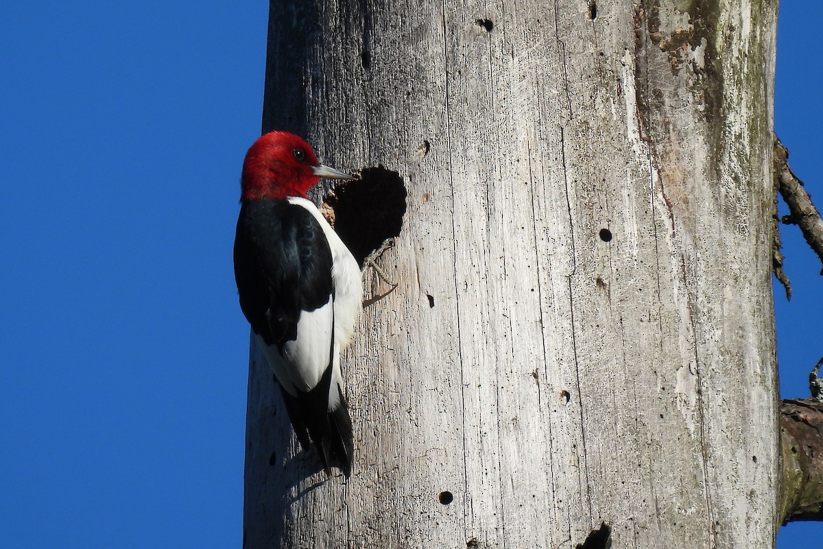 Red-headed Woodpecker - Eric Monaghen