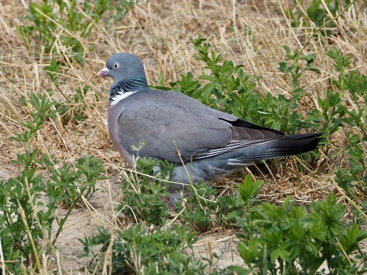 Common Wood-Pigeon - ML618782724
