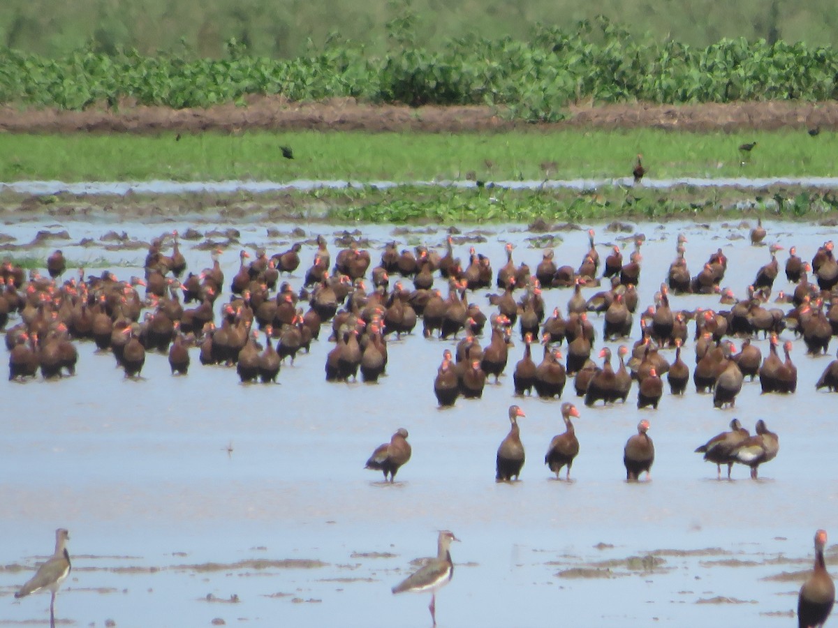 Black-bellied Whistling-Duck - Joshimar Navarro