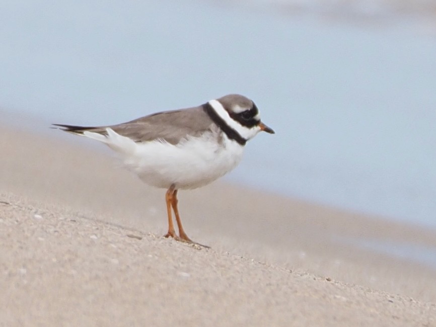 Common Ringed Plover - Wendy Feltham