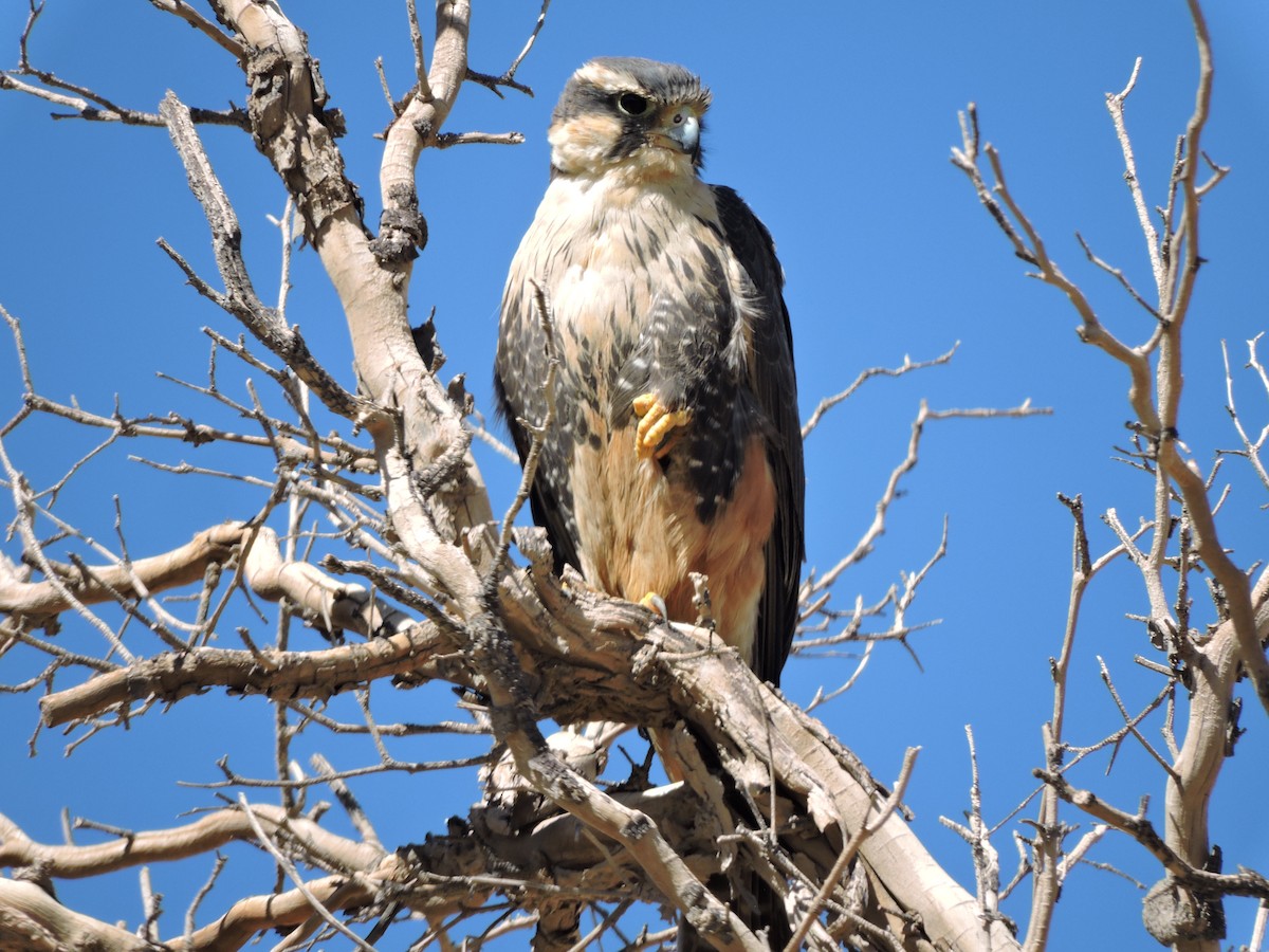 Aplomado Falcon - Daniel Briceño