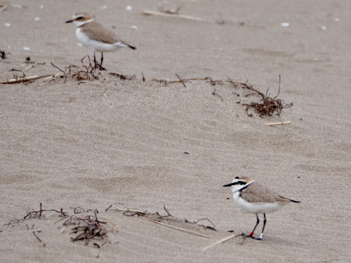 Kentish Plover - ML618782760