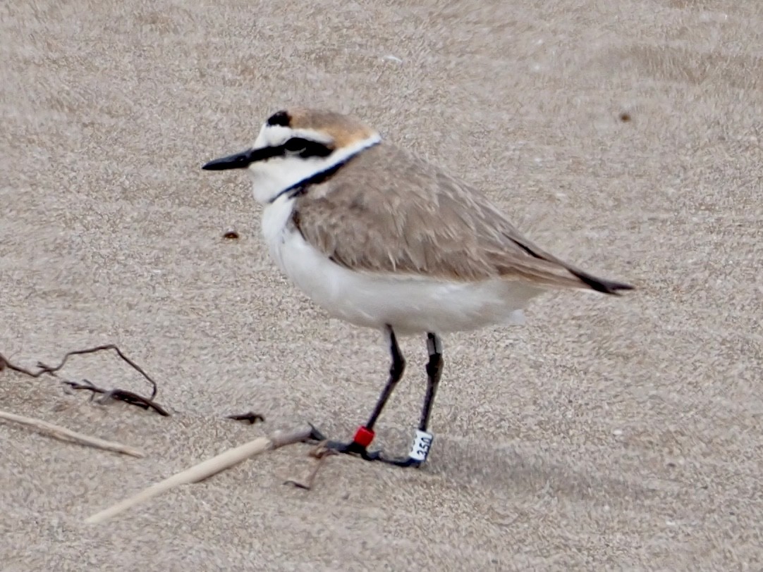 Kentish Plover - ML618782761