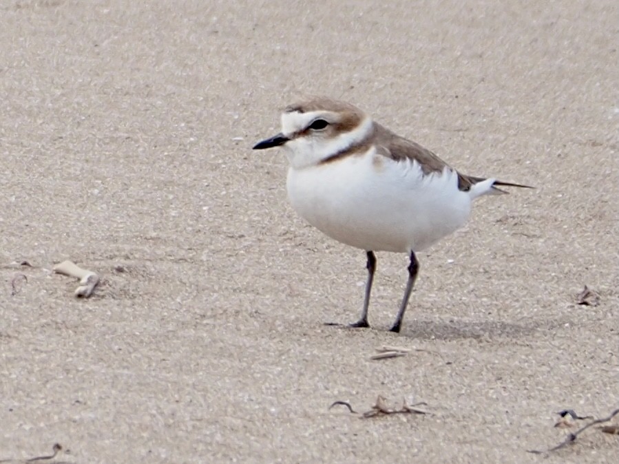 Kentish Plover - ML618782762