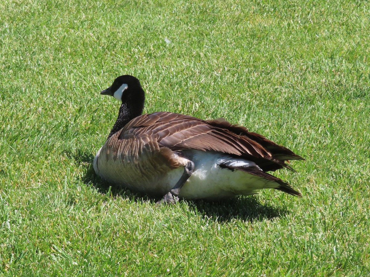 Canada Goose - Karen Richardson