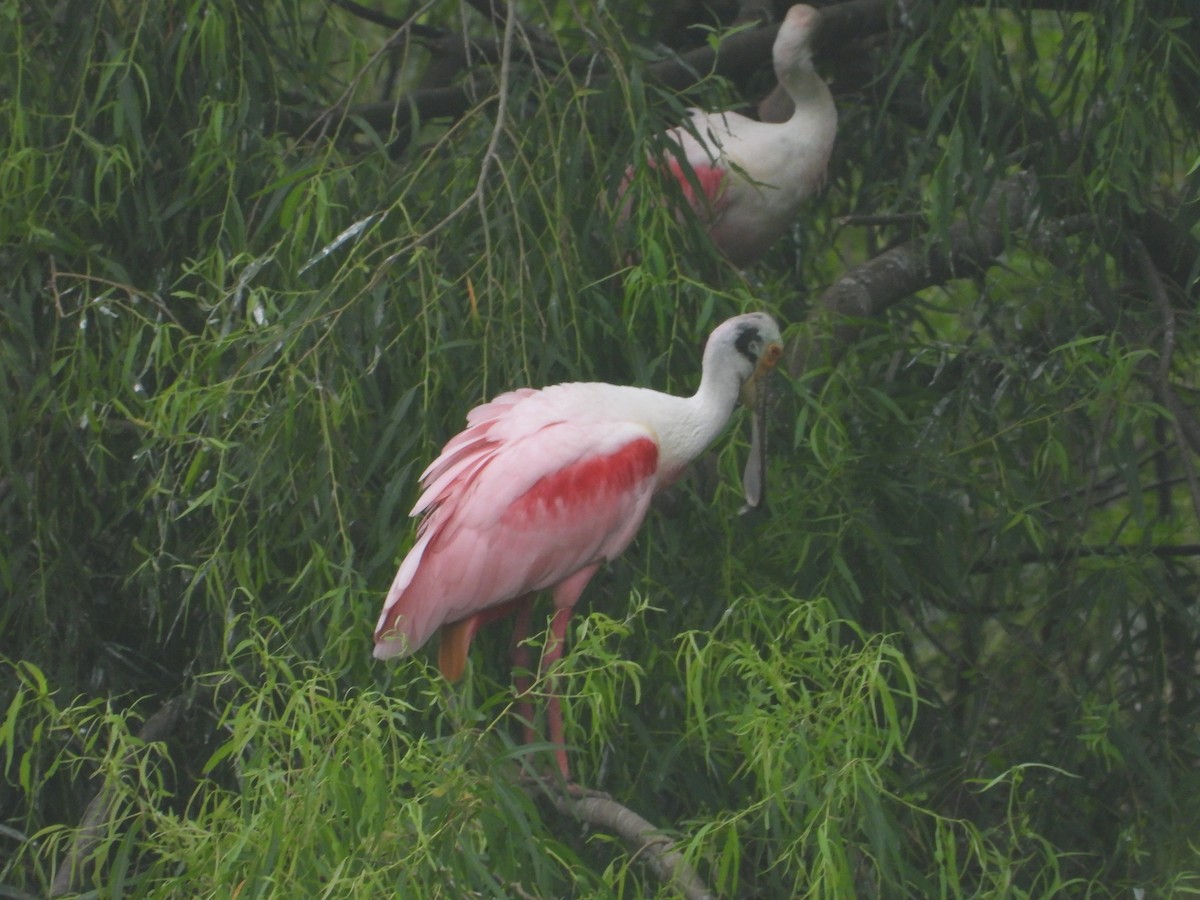 Roseate Spoonbill - Kevin Long