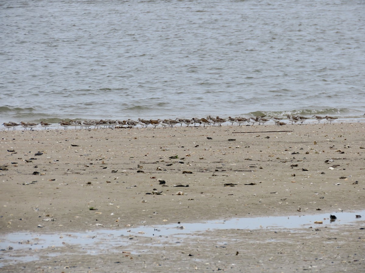 Sanderling - Craig Watson