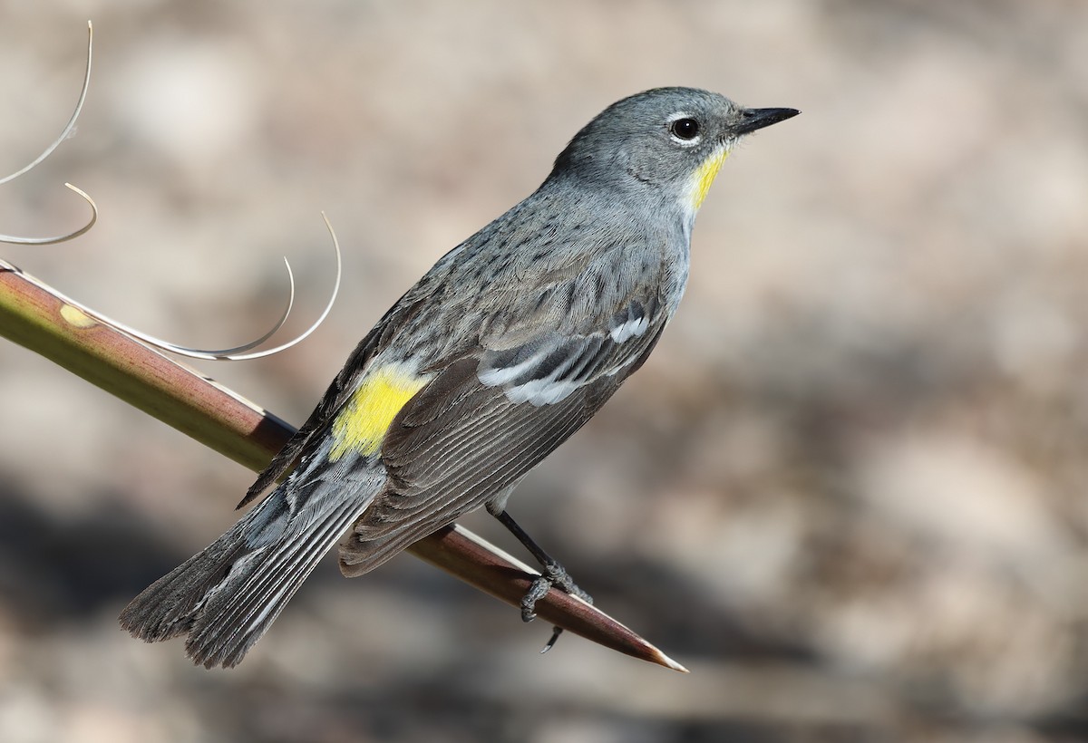 Yellow-rumped Warbler - ML618782790