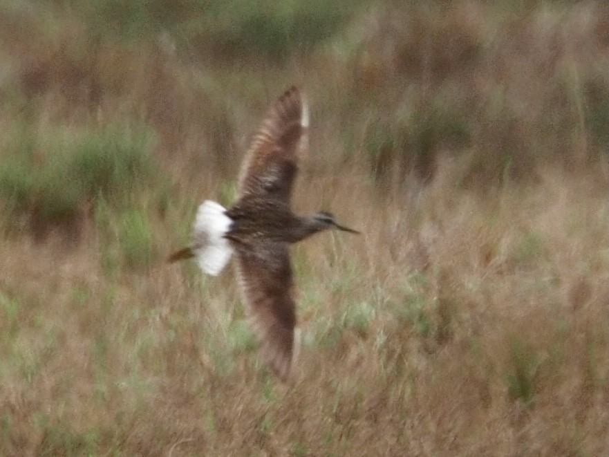 Wood Sandpiper - ML618782792