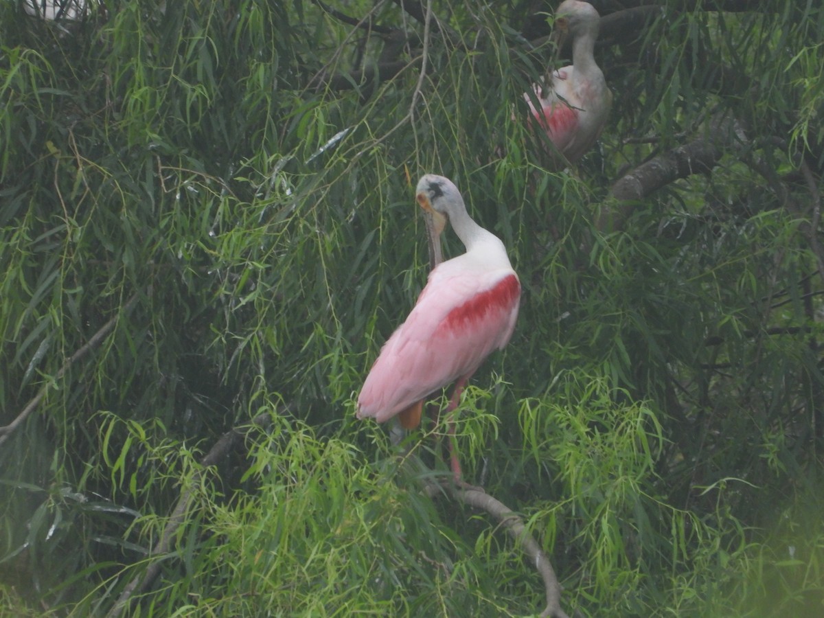 Roseate Spoonbill - Kevin (Seth) Long