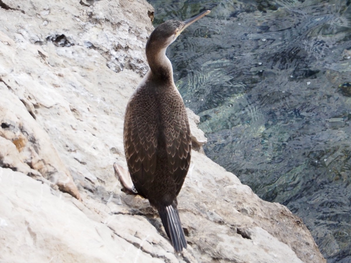 Great Cormorant - ML618782805