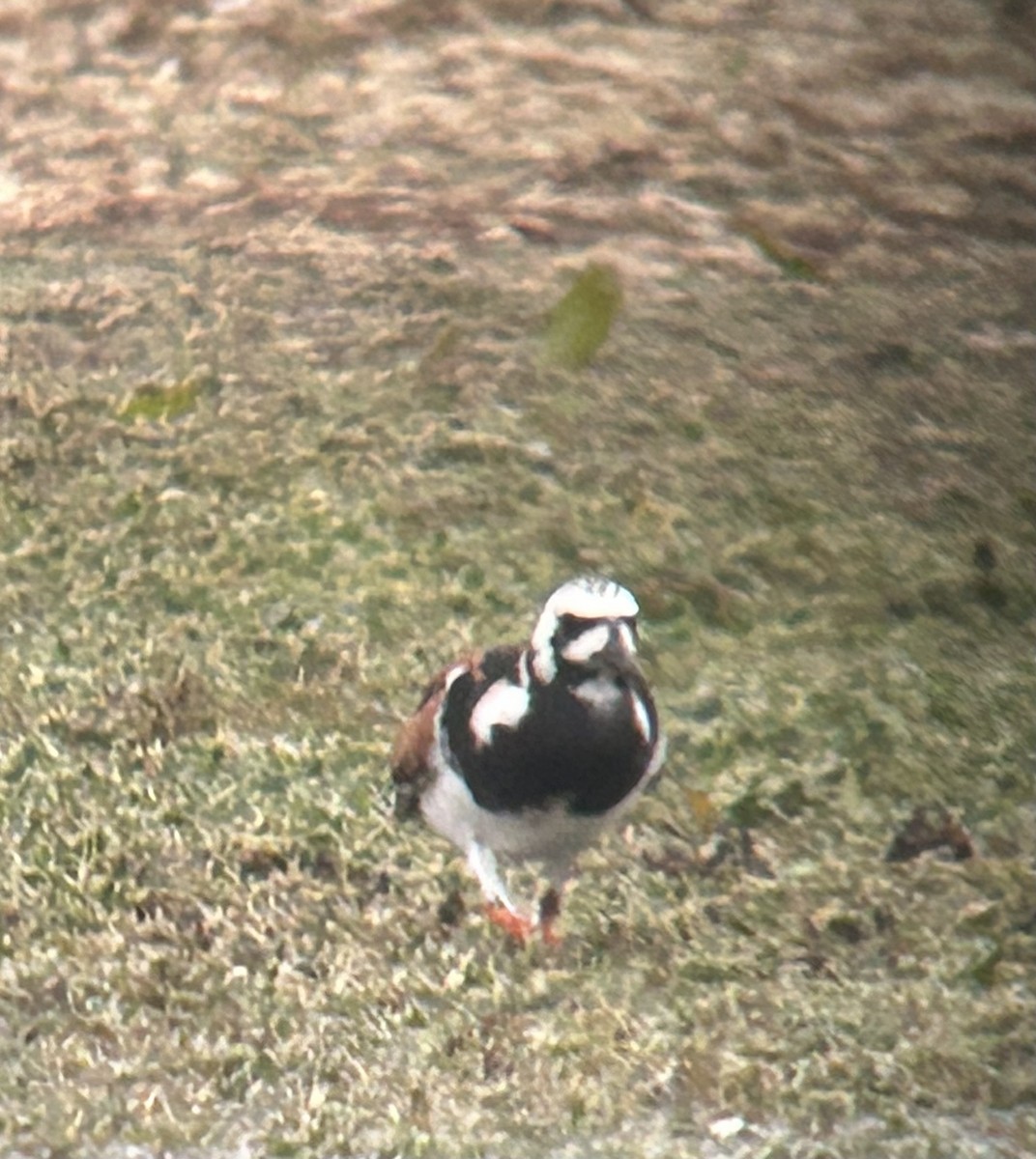 Ruddy Turnstone - Tony Frank