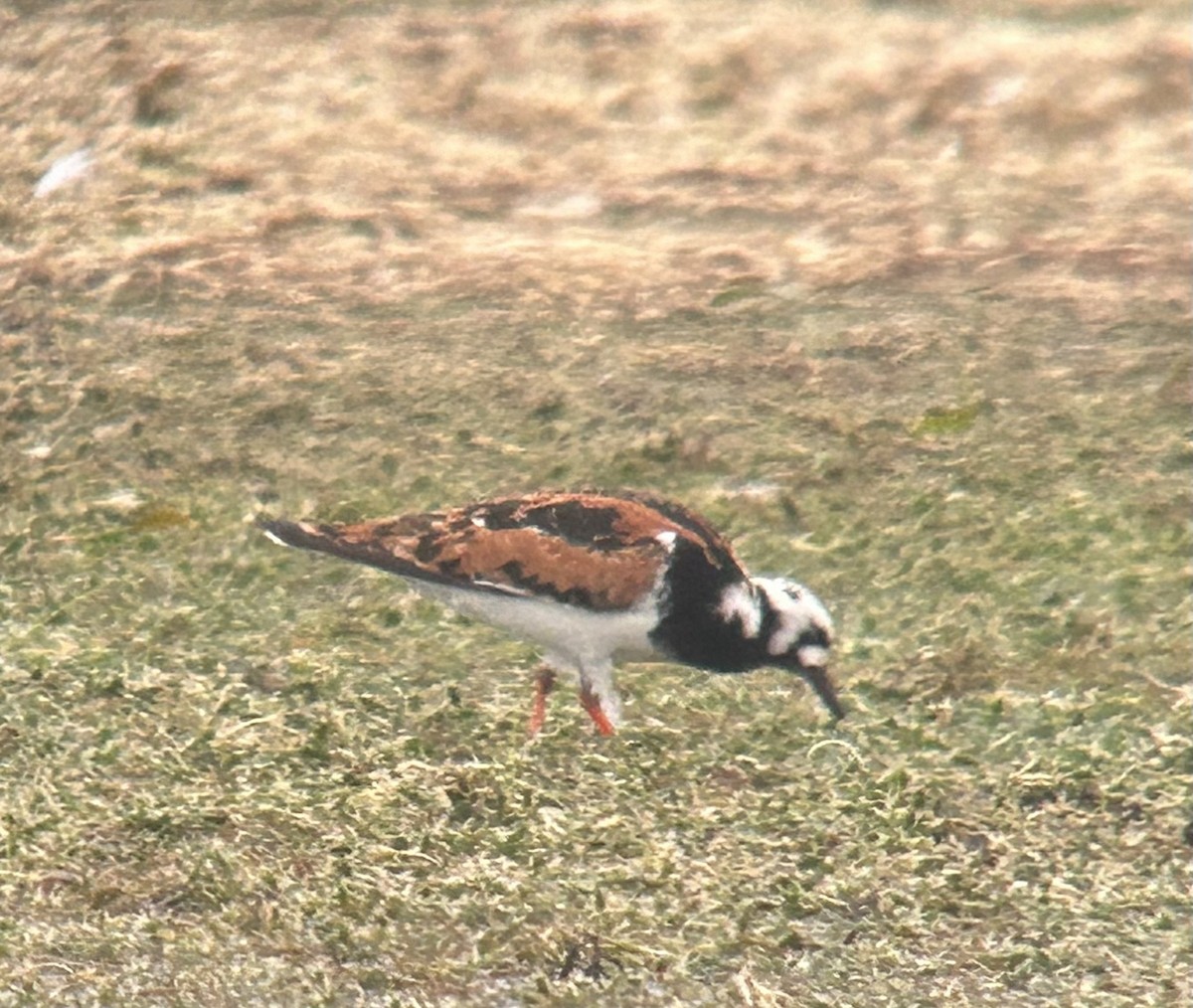 Ruddy Turnstone - Tony Frank