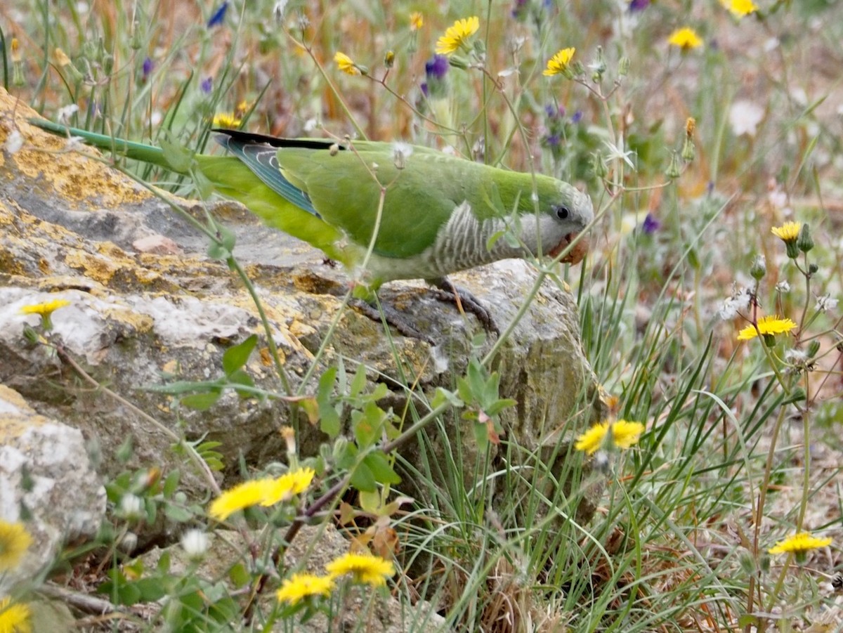 Monk Parakeet - ML618782813