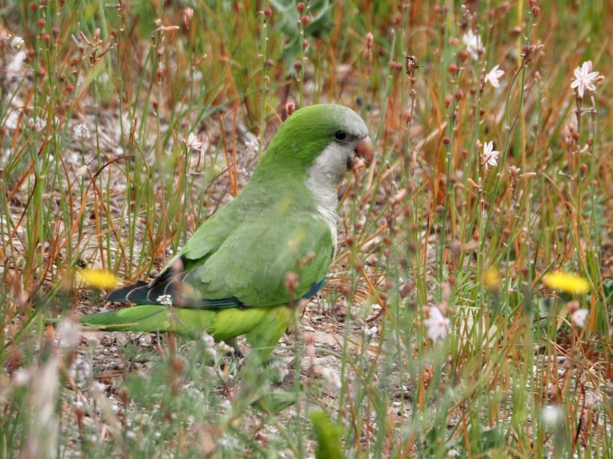 Monk Parakeet - ML618782814