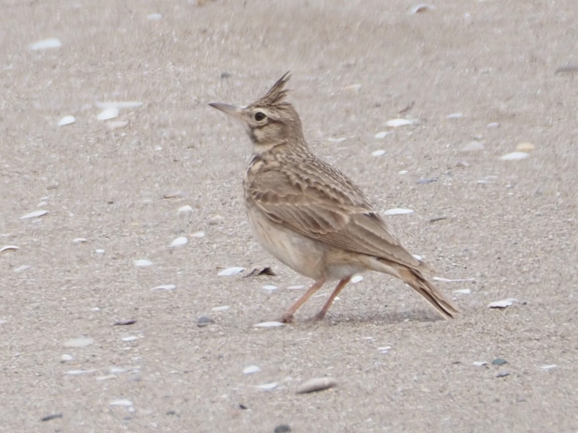 Crested Lark - ML618782832