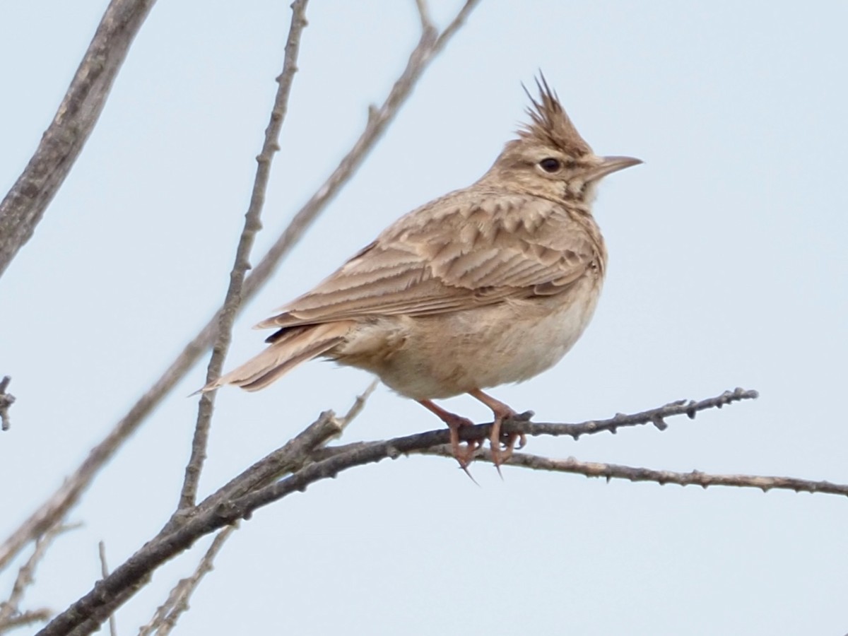 Crested Lark - Wendy Feltham