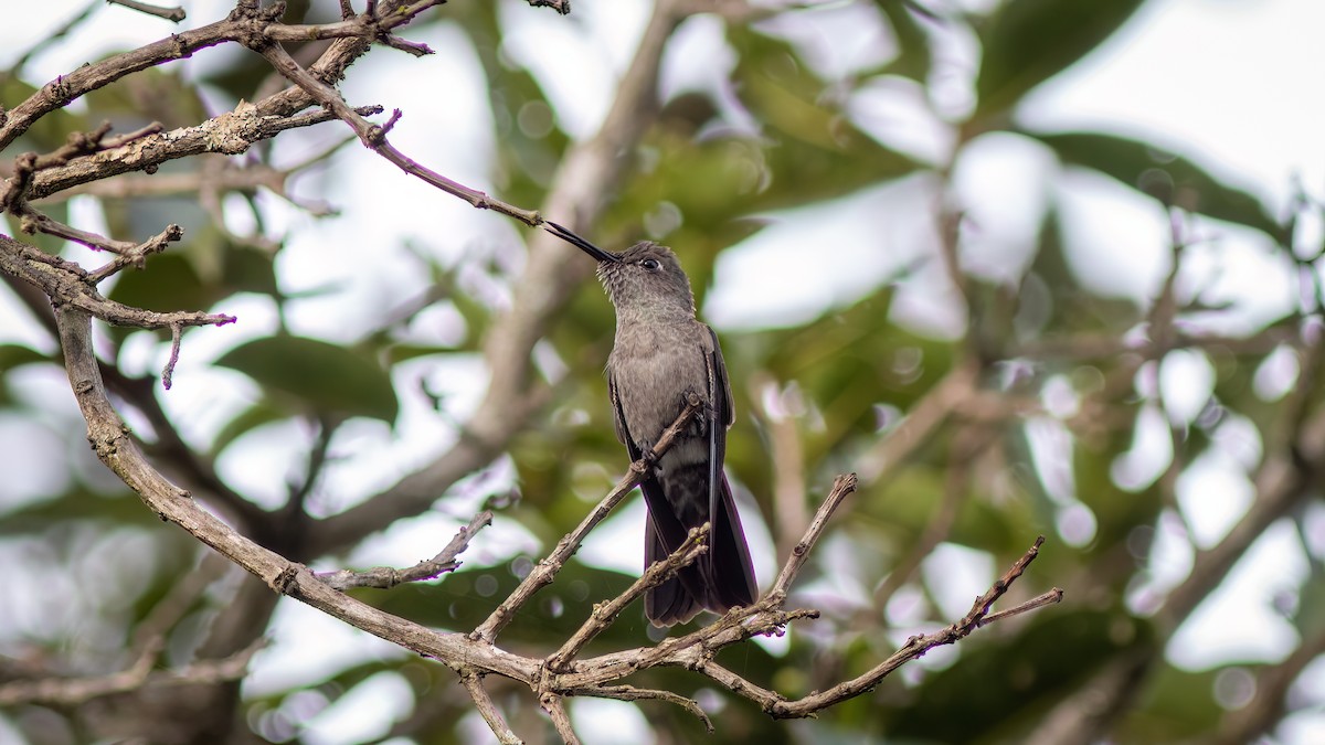 Sombre Hummingbird - Diego Murta