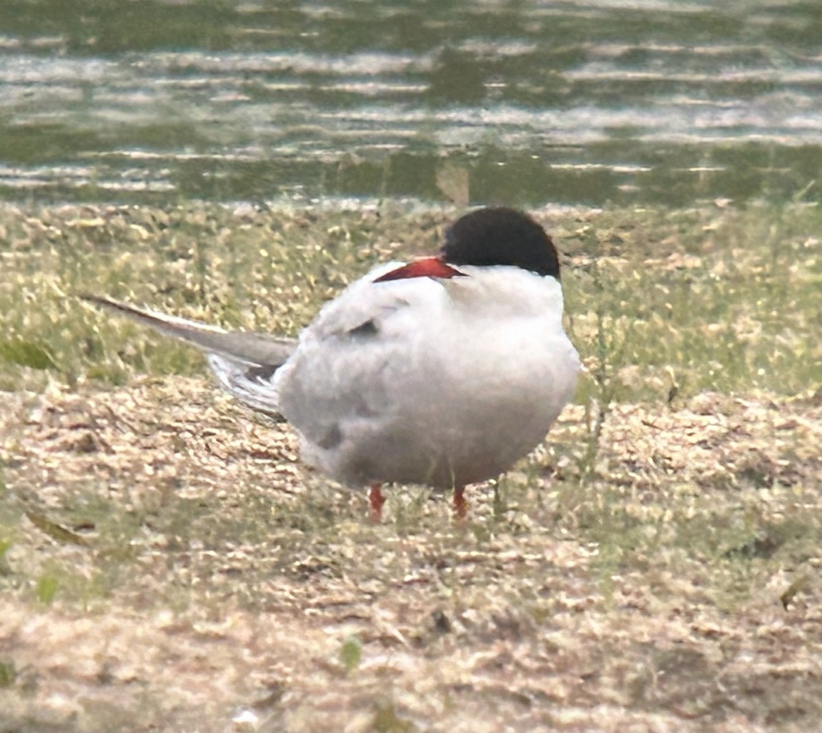 Common Tern - ML618782852