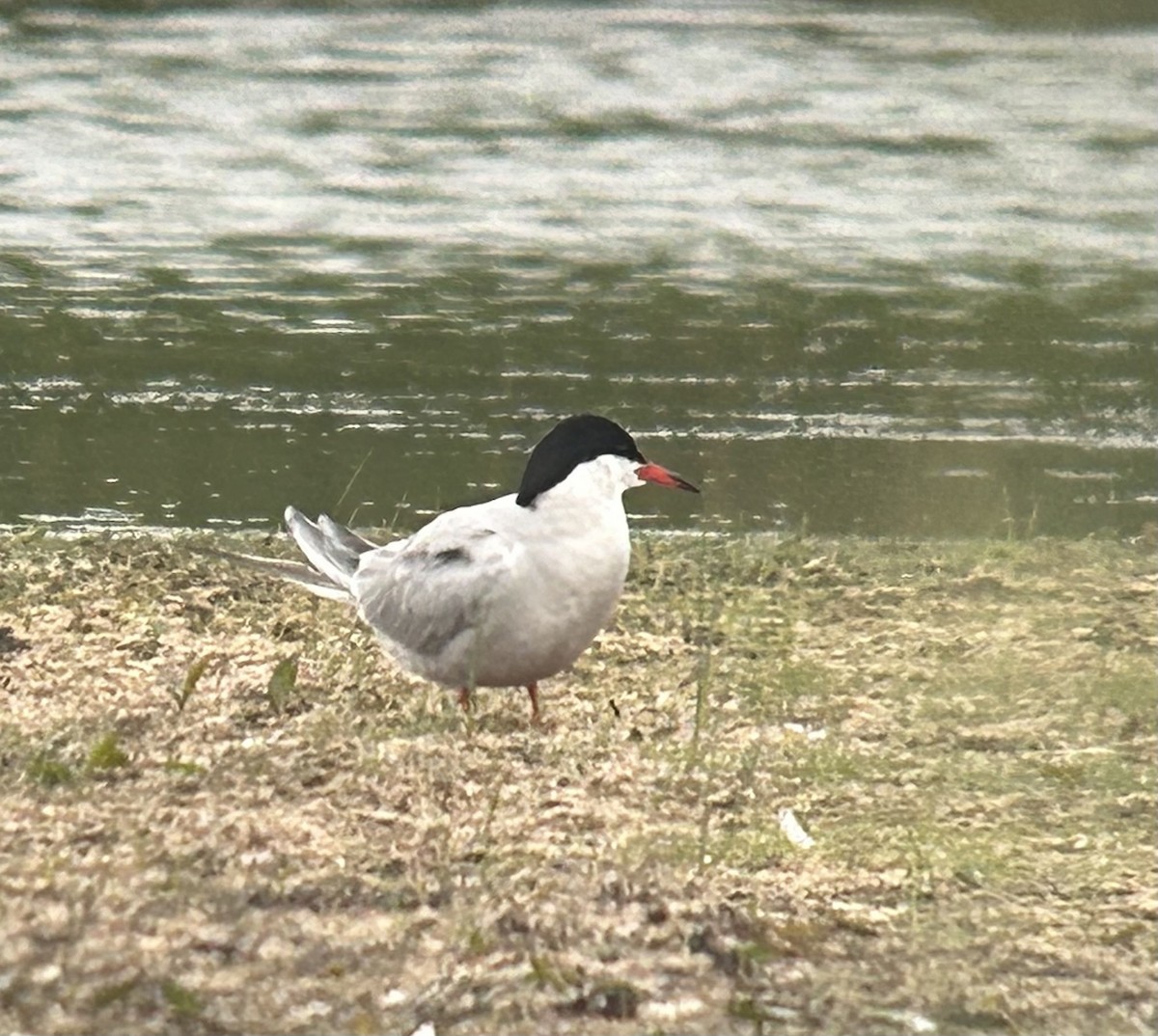 Common Tern - ML618782855