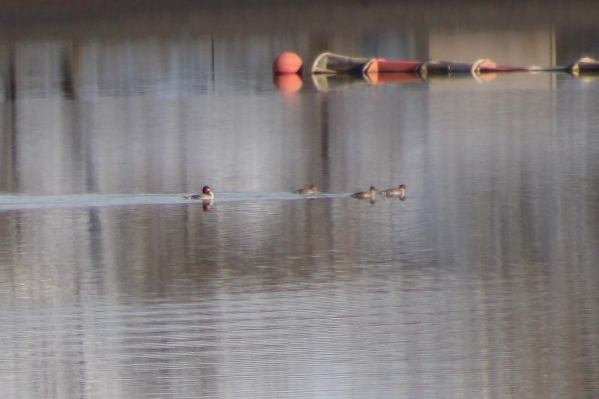 Red-breasted Merganser - ML618782857