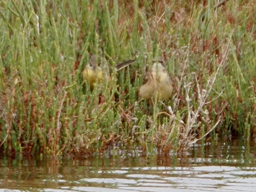 Western Yellow Wagtail - ML618782859