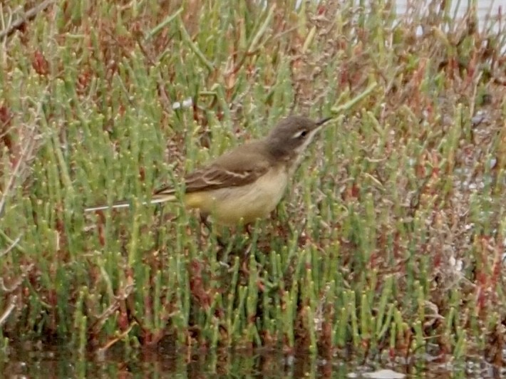 Western Yellow Wagtail - ML618782861