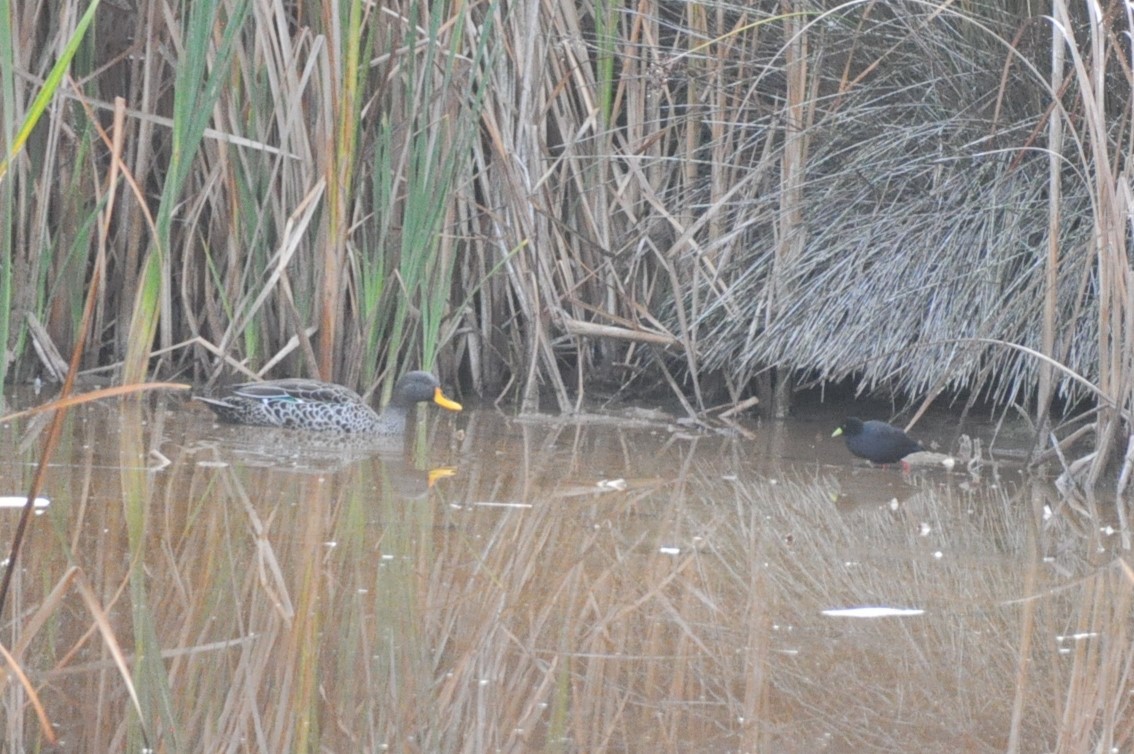 Black Crake - ML618782874