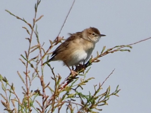 Zitting Cisticola - Wendy Feltham