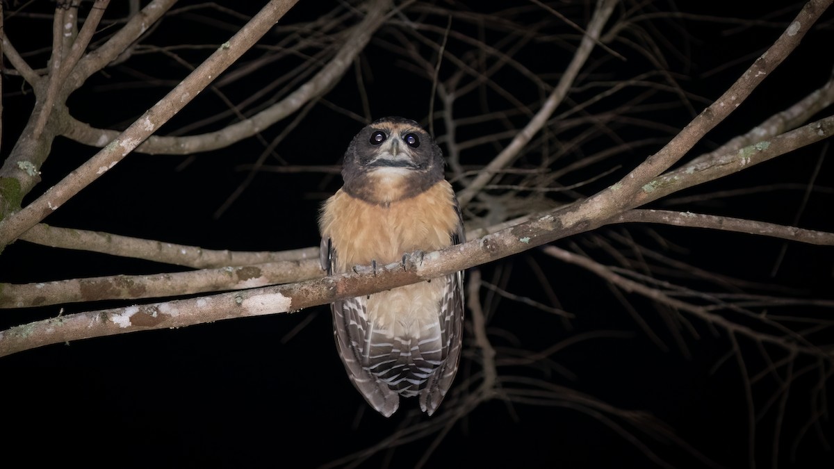 Tawny-browed Owl - Diego Murta