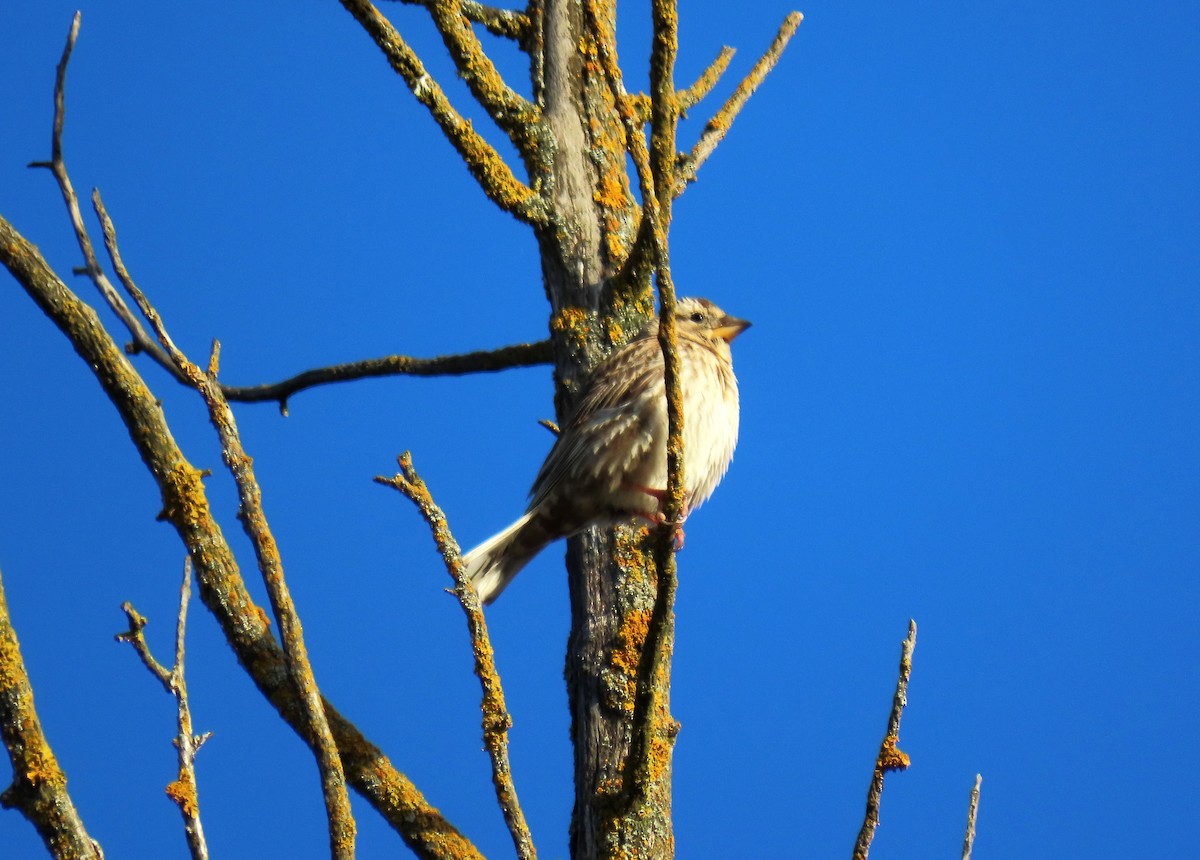 Rock Sparrow - Francisco Javier Calvo lesmes