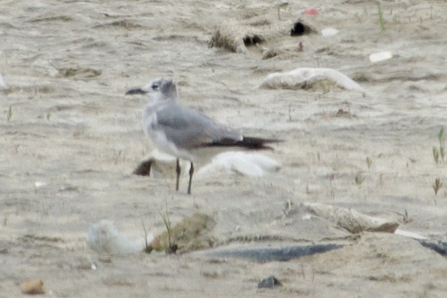 Laughing Gull - ML618782891