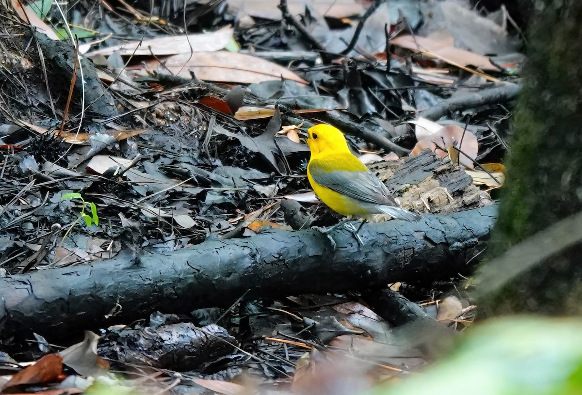 Prothonotary Warbler - Pam Vercellone-Smith