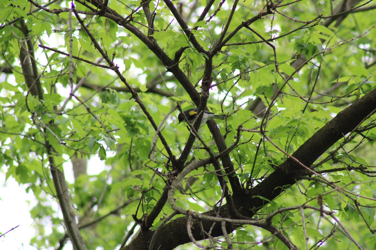 Yellow-rumped Warbler - stephanie dearing