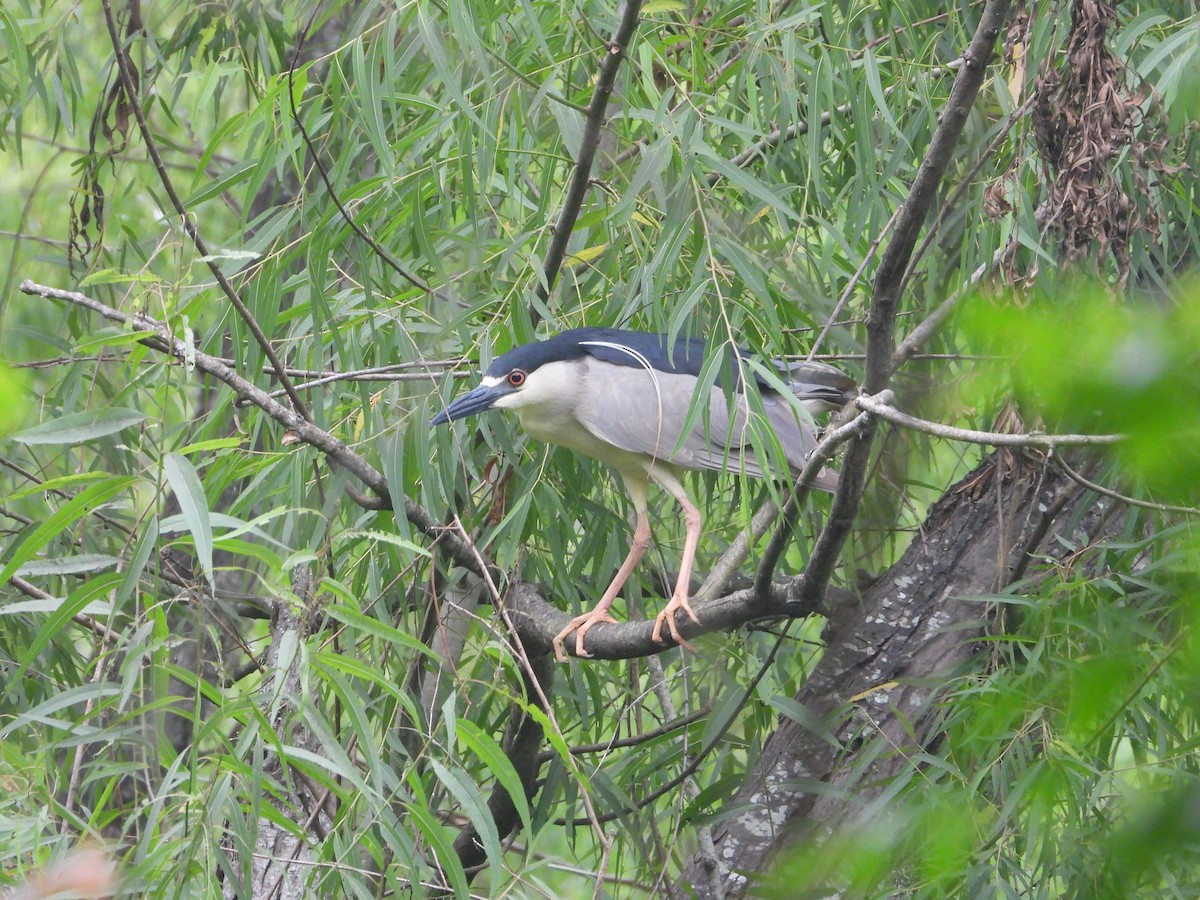 Black-crowned Night Heron - Kevin Long