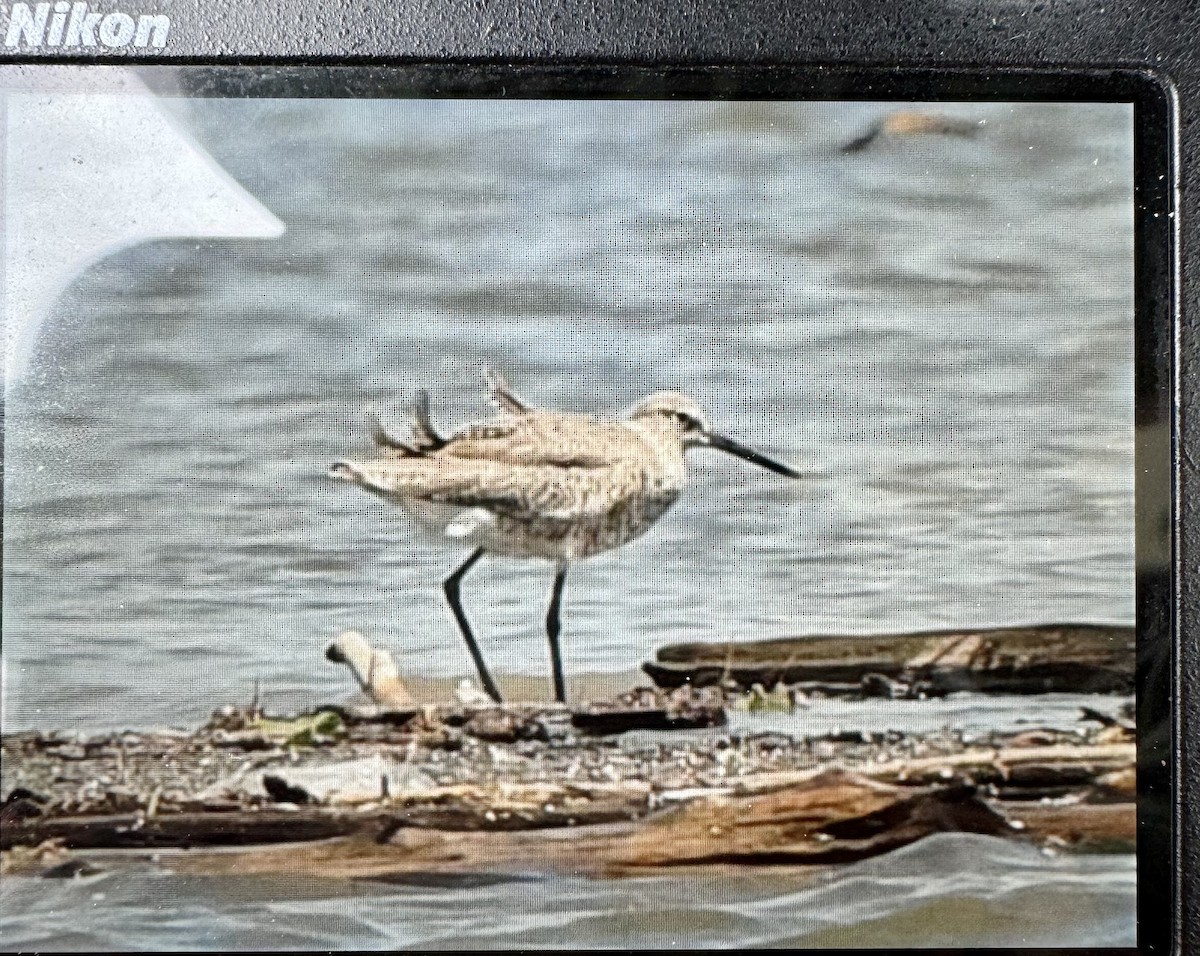 Willet - ML618782940