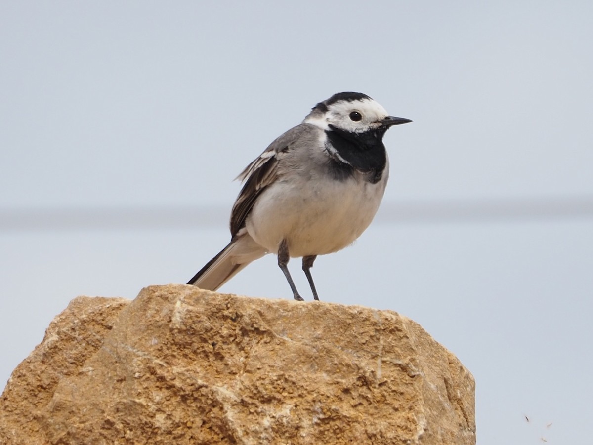 White Wagtail - ML618782949