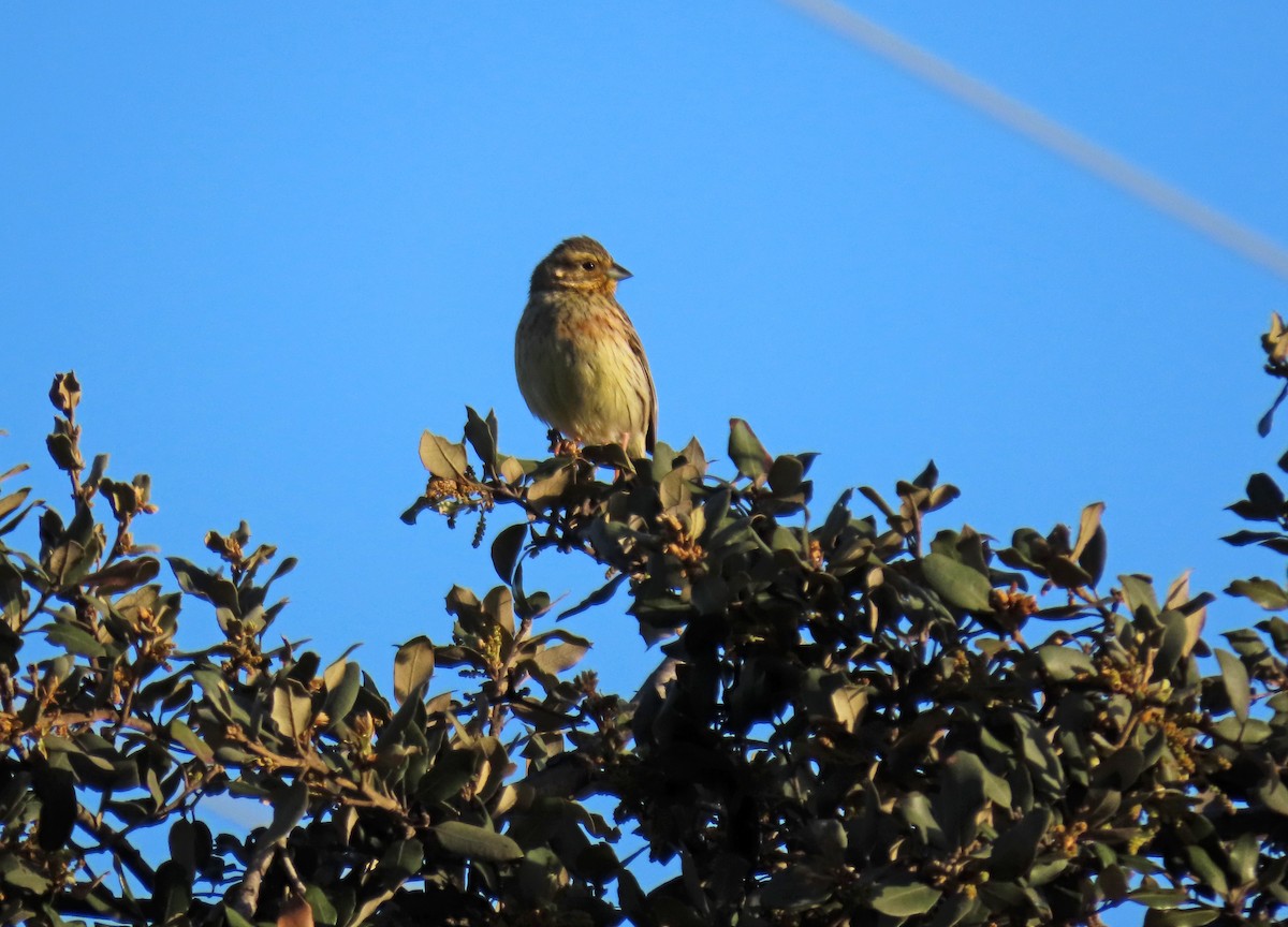 Cirl Bunting - Francisco Javier Calvo lesmes