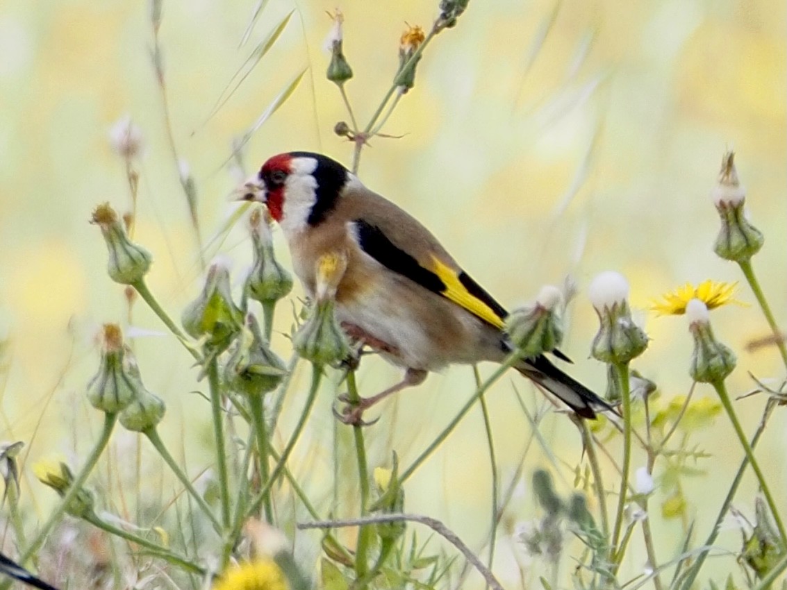 European Goldfinch - ML618782972